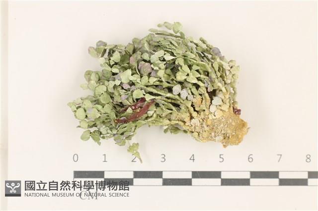 盤狀仙掌藻藏品圖，第1張