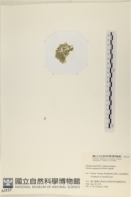 法囊藻藏品圖，第3張