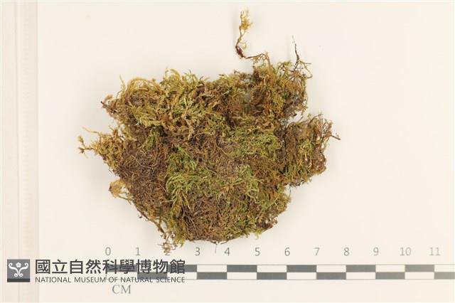 鉤葉青蘚藏品圖，第1張