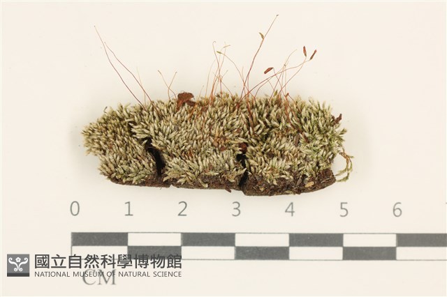 真蘚藏品圖，第1張