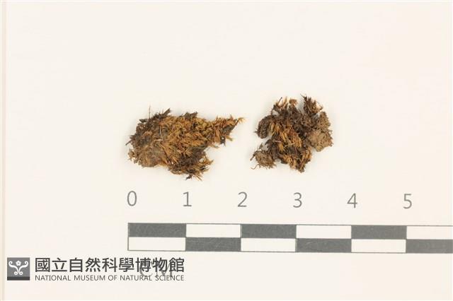 高山真蘚藏品圖，第1張