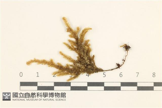 登錄號:B00004523藏品圖，第1張