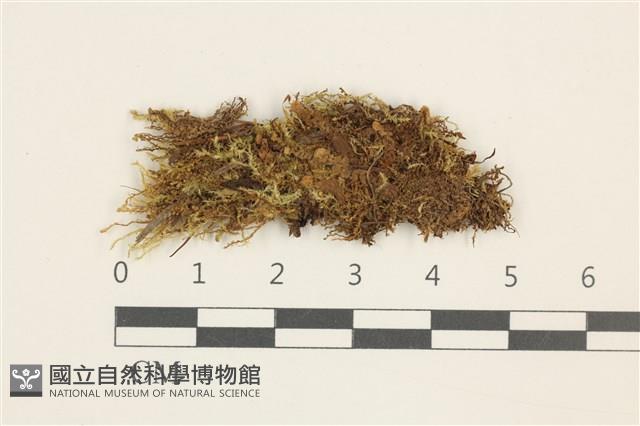 三瓣細裂瓣苔藏品圖，第1張