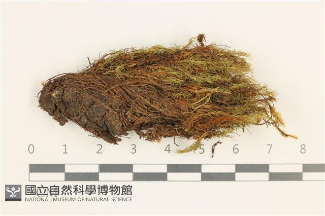 登錄號:B00015523藏品圖，第1張