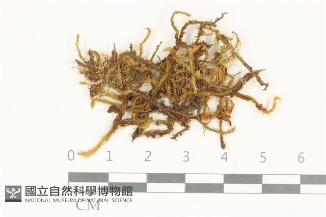 登錄號:B00010523藏品圖，第1張