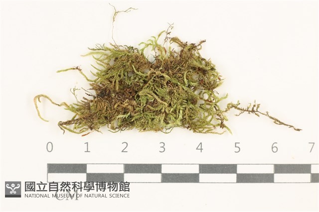 登錄號:B00012423藏品圖，第1張