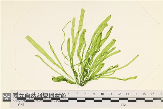 腸滸苔, 河石髮藏品圖，第1張