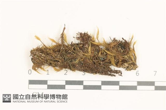 東亞唇鱗苔藏品圖，第1張