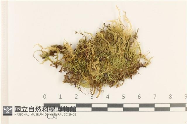 石地青蘚藏品圖，第1張