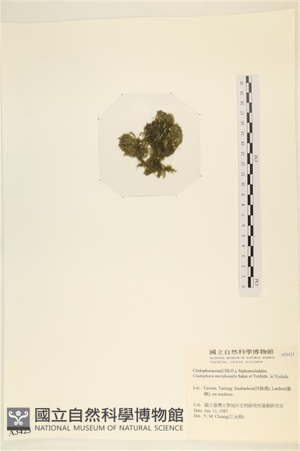 伸展剛毛藻藏品圖，第3張
