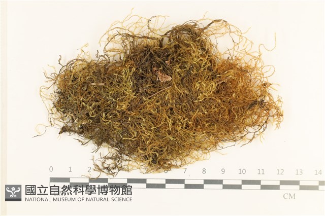 登錄號:B00008323藏品圖，第1張