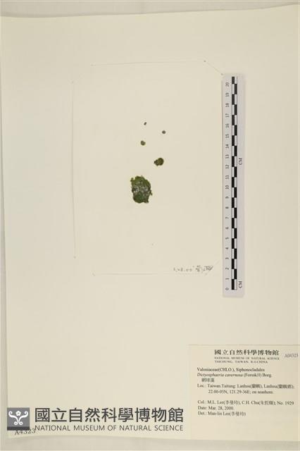 網球藻藏品圖，第3張