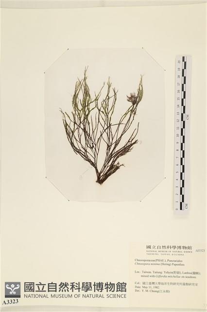 小毛孢藻, 小鹿角苔藏品圖，第1張