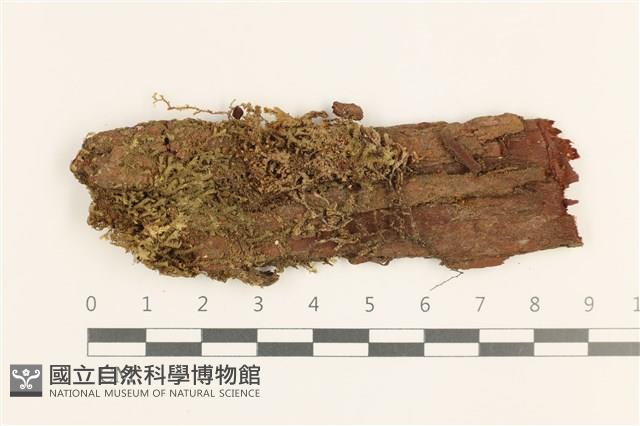 登錄號:B00019723藏品圖，第1張