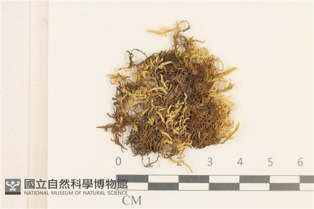 灰果蘚藏品圖，第1張