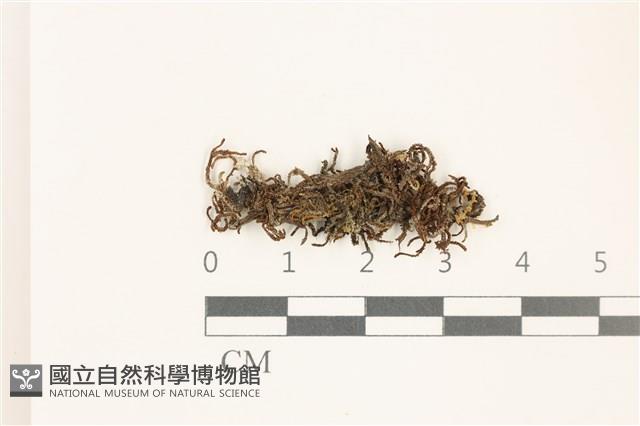 鰓葉苔藏品圖，第1張