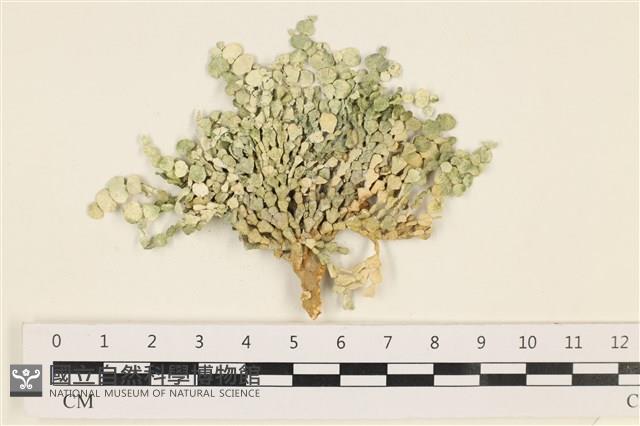 仙掌藻, 海仙人掌藏品圖，第1張