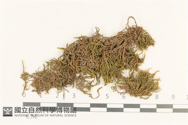 登錄號:B00009673藏品圖，第1張