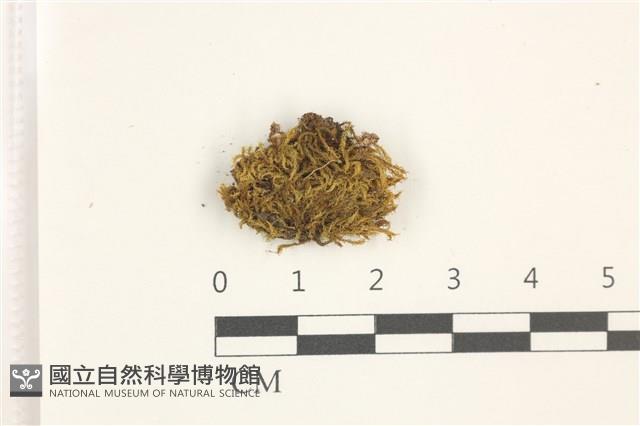 尖葉扭口蘚藏品圖，第1張
