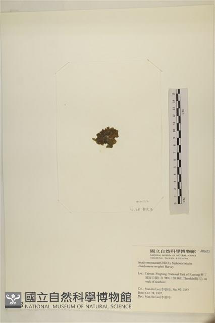 浮網藻, 肋葉藻藏品圖，第3張