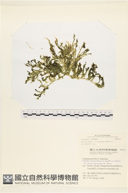 登錄號:A00002273藏品圖，第1張