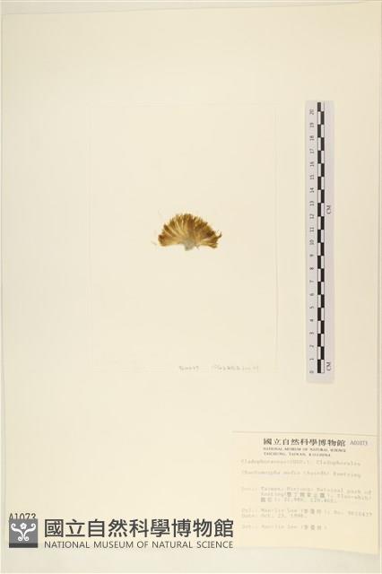 長條硬毛藻藏品圖，第3張