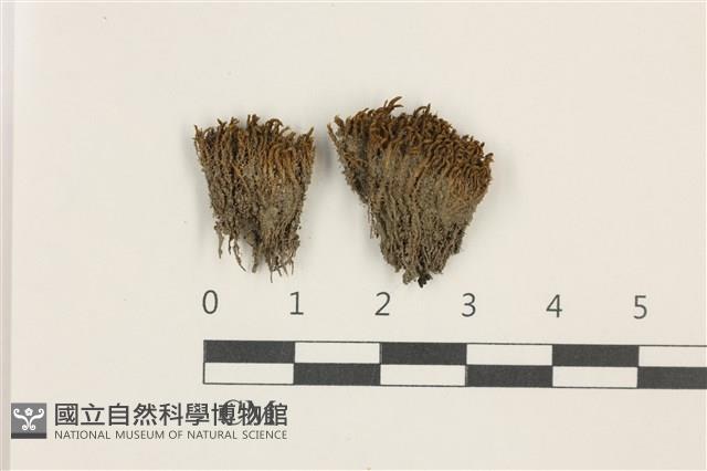 登錄號:B00018173藏品圖，第1張