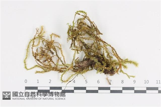 登錄號:B00008173藏品圖，第1張