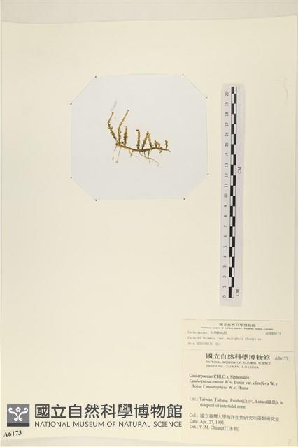 登錄號:A00006173藏品圖，第3張