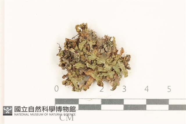 登錄號:B00015173藏品圖，第1張
