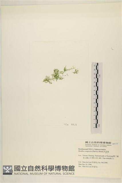 布氏藻藏品圖，第3張