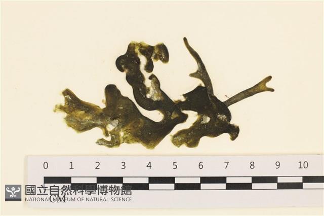 阿拉伯松藻藏品圖，第1張