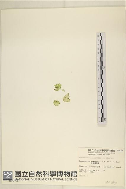 薄礁膜藻藏品圖，第3張