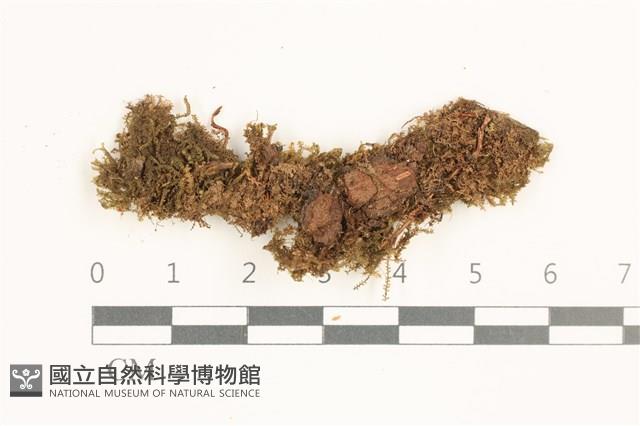 登錄號:B00019473藏品圖，第1張