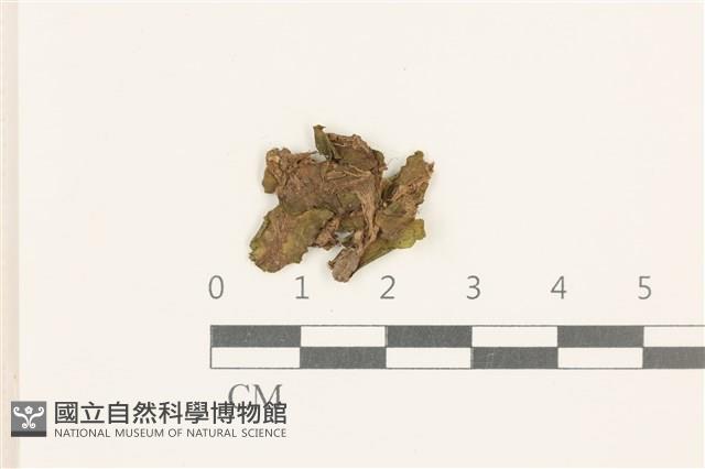 蛇苔藏品圖，第1張