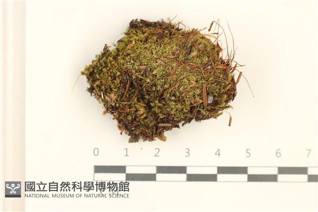 細葉真蘚藏品圖，第1張