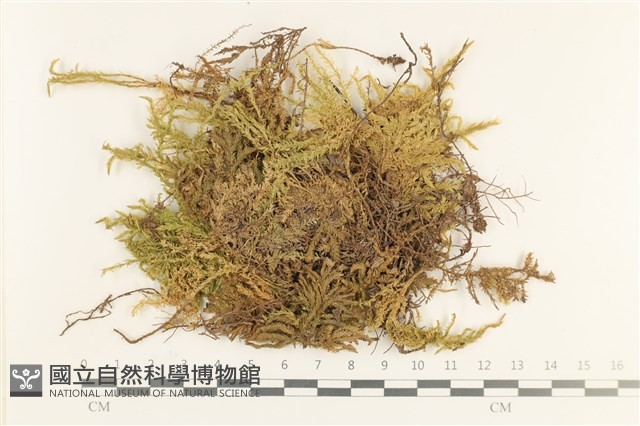 登錄號:B00013473藏品圖，第1張