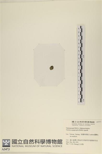 法囊藻藏品圖，第3張