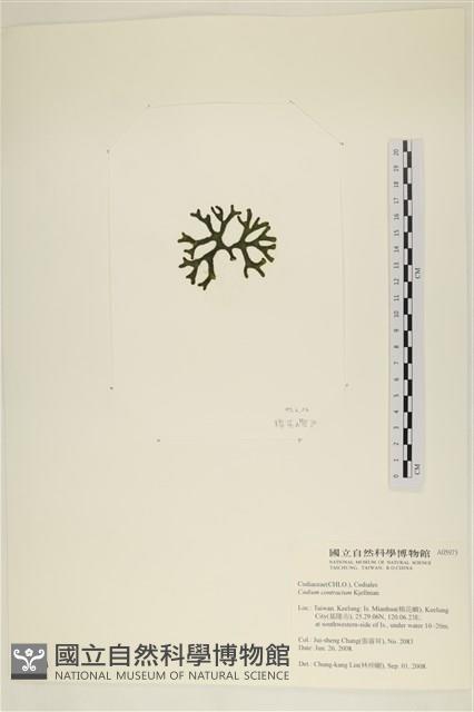 登錄號:A00005973藏品圖，第3張