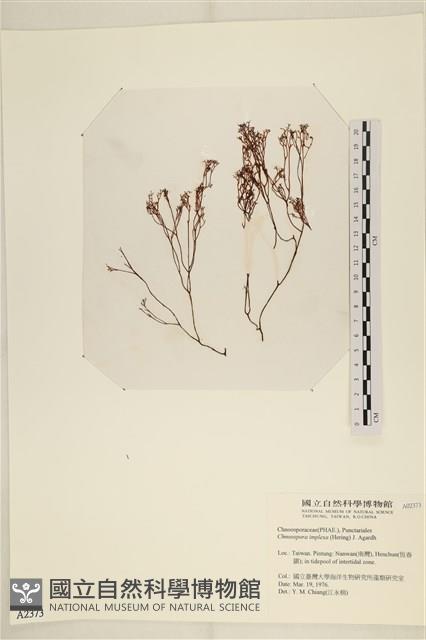 海鹿角苔藏品圖，第1張