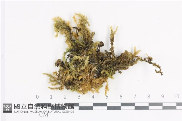 登錄號:B00011373藏品圖，第1張
