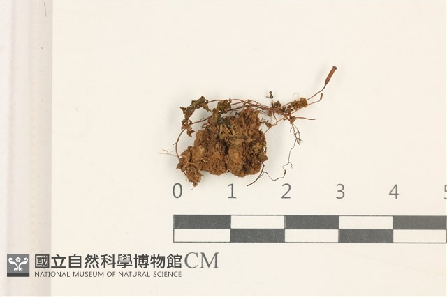 小仙鶴蘚藏品圖，第1張