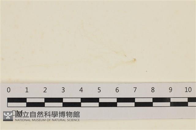 腸滸苔, 河石髮藏品圖，第1張