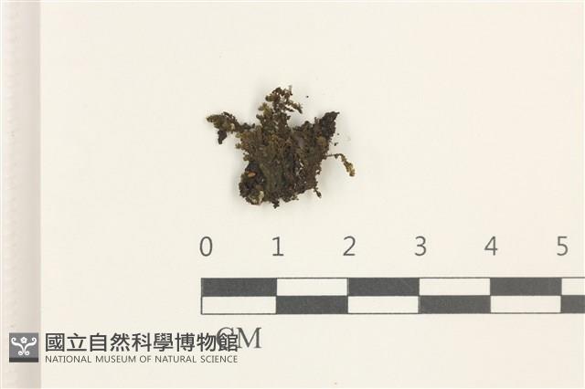 鞭苔,三裂鞭苔藏品圖，第1張
