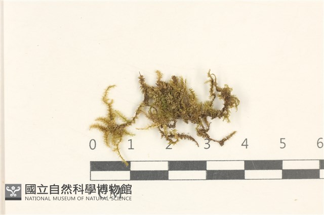 細葉櫛葉蘚, 毛葉梳蘚藏品圖，第1張