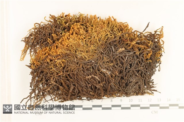 齒邊廣萼苔藏品圖，第1張