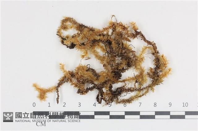 登錄號:B00006013藏品圖，第1張