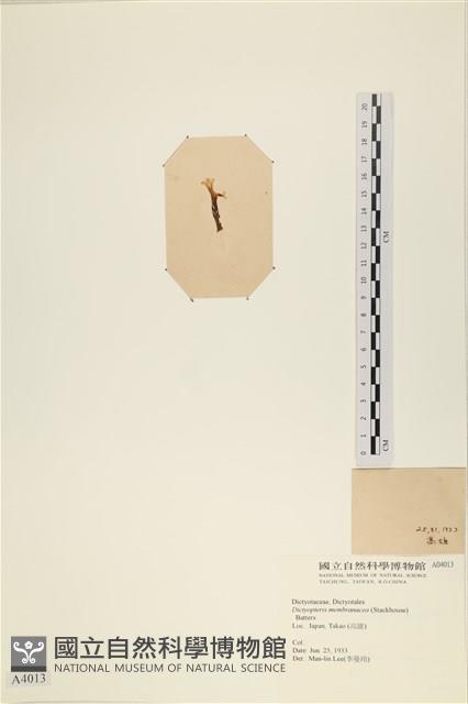 膜葉海網蕨藏品圖，第3張