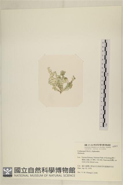 登錄號:A00005013藏品圖，第3張