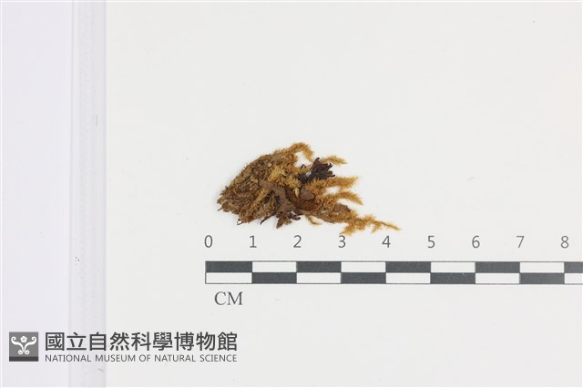 登錄號:B00009113藏品圖，第1張
